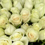 белая роза кения