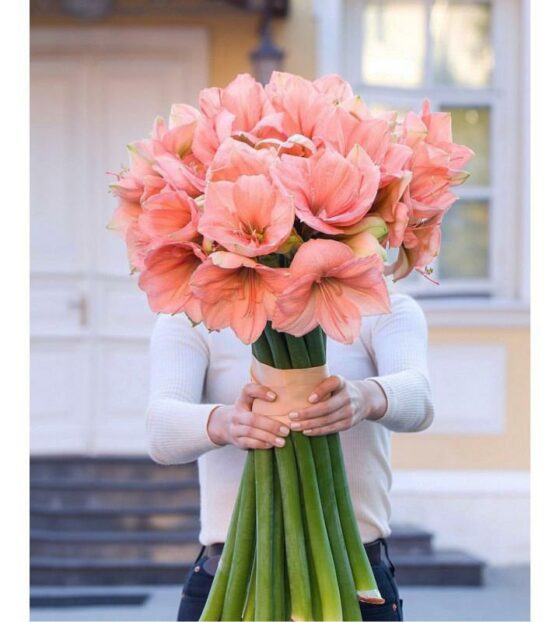 розовые амариллисы