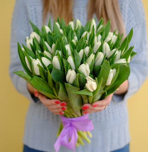 51 белый тюльпан