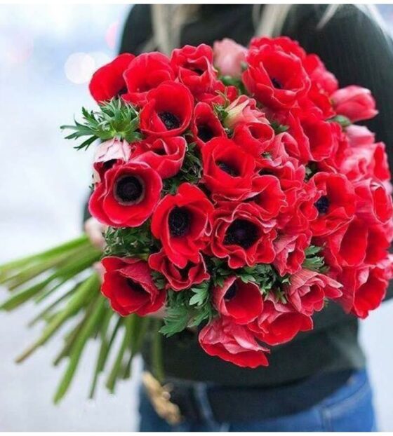 красные анемоны