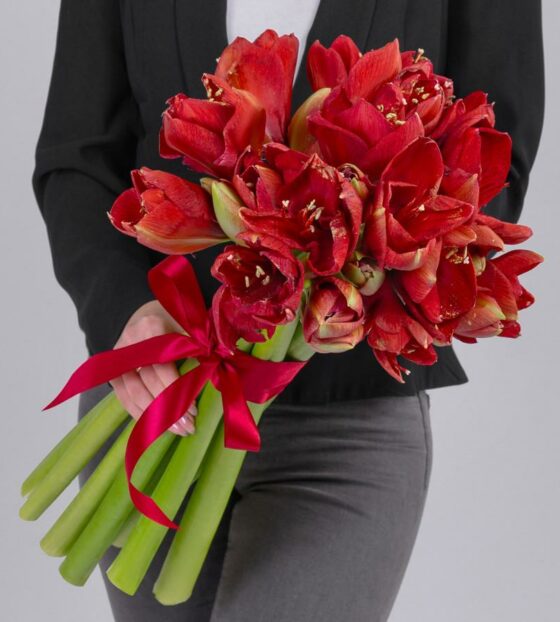 красные амариллисы