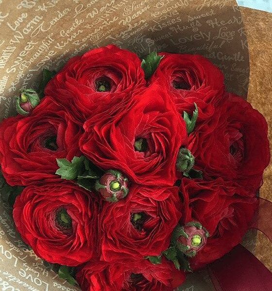 красные ранункулюсы