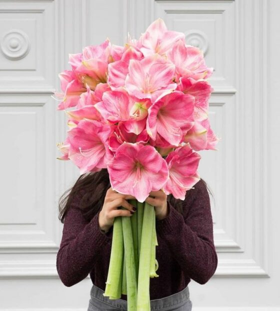 розовые амариллисы