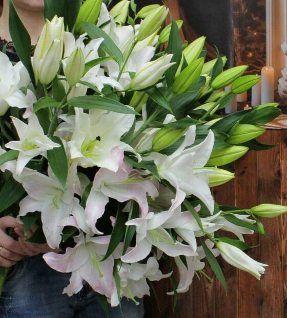 белые лилии