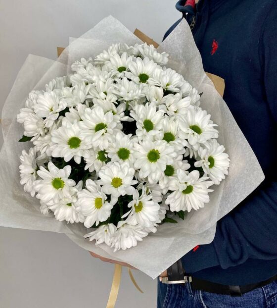 белая хризантема ромашка