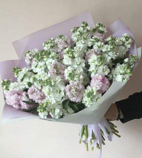 букет из матиоллы