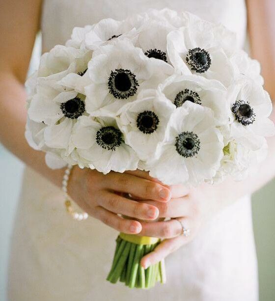 белые анемоны