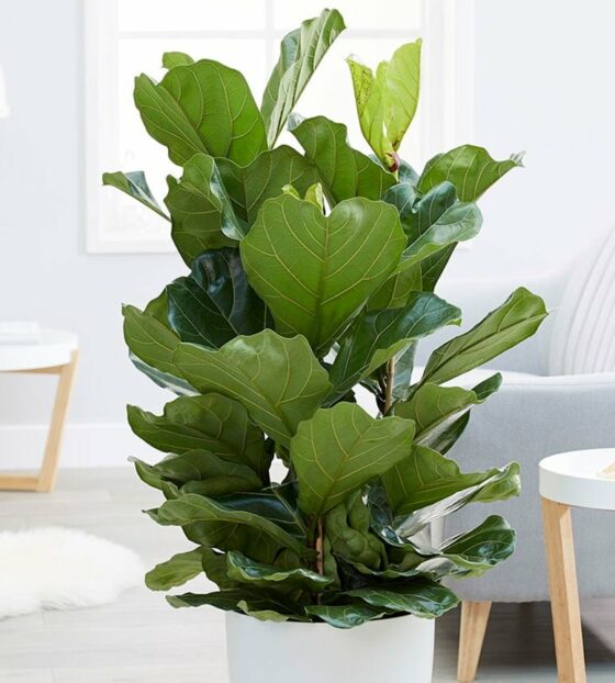 Фикус лировидный