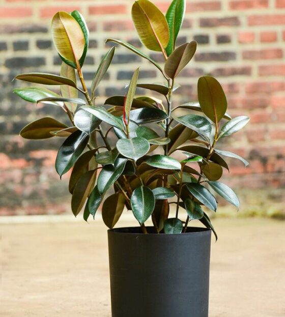 Фикус каучуковый