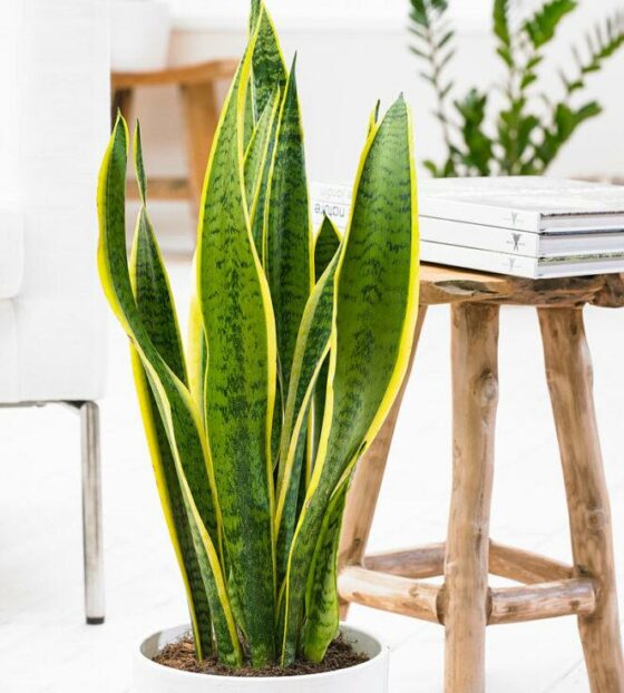 щучий хвост