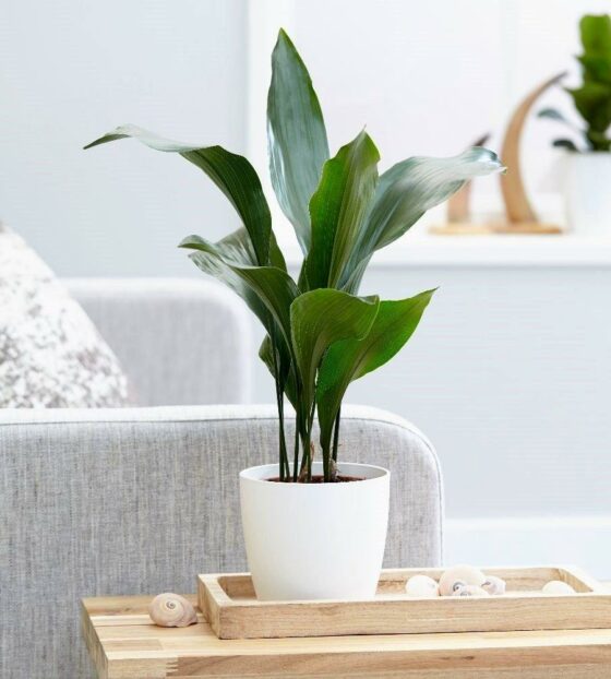 Аспидистра