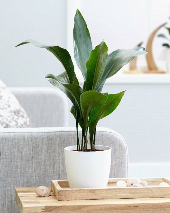 Аспидистра