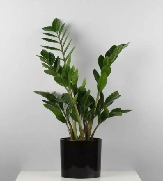 Замиокулькас