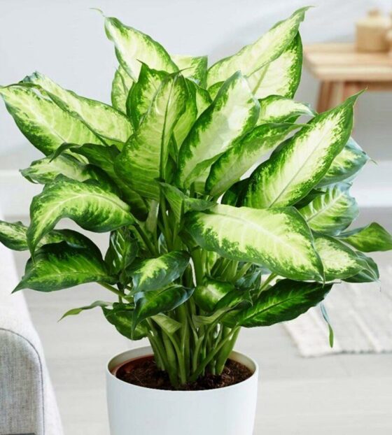 Диффенбахия