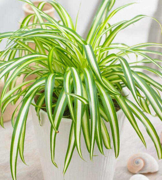 хлорофитум