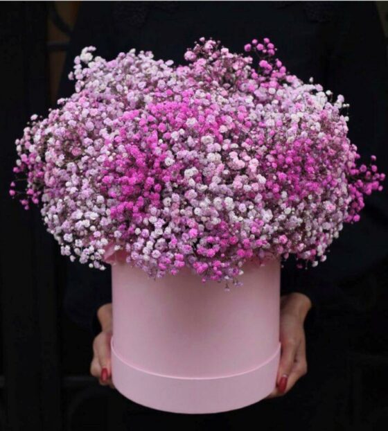 гипсофила в коробке