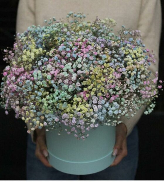 гипсофила в коробке