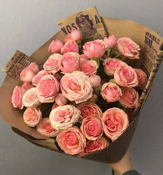 кустовые пионовидные розы