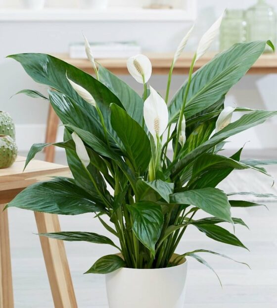 Спатифиллум