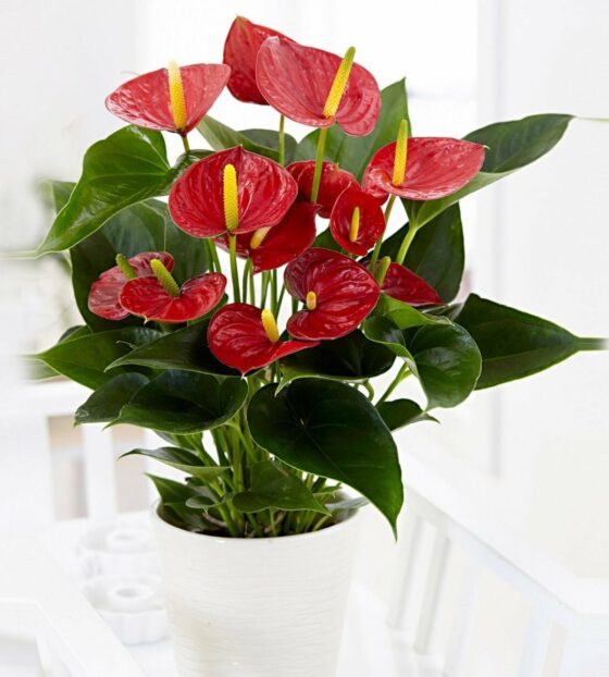 Антуриум комнатный