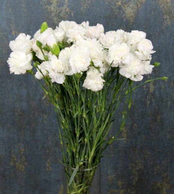 белая гвоздика