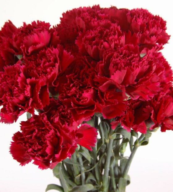 красная гвоздика