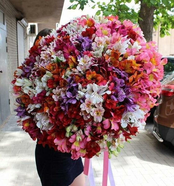 101 альстромерия