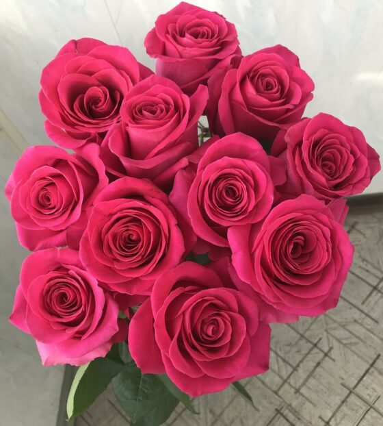 11 малиновых роз эквадор