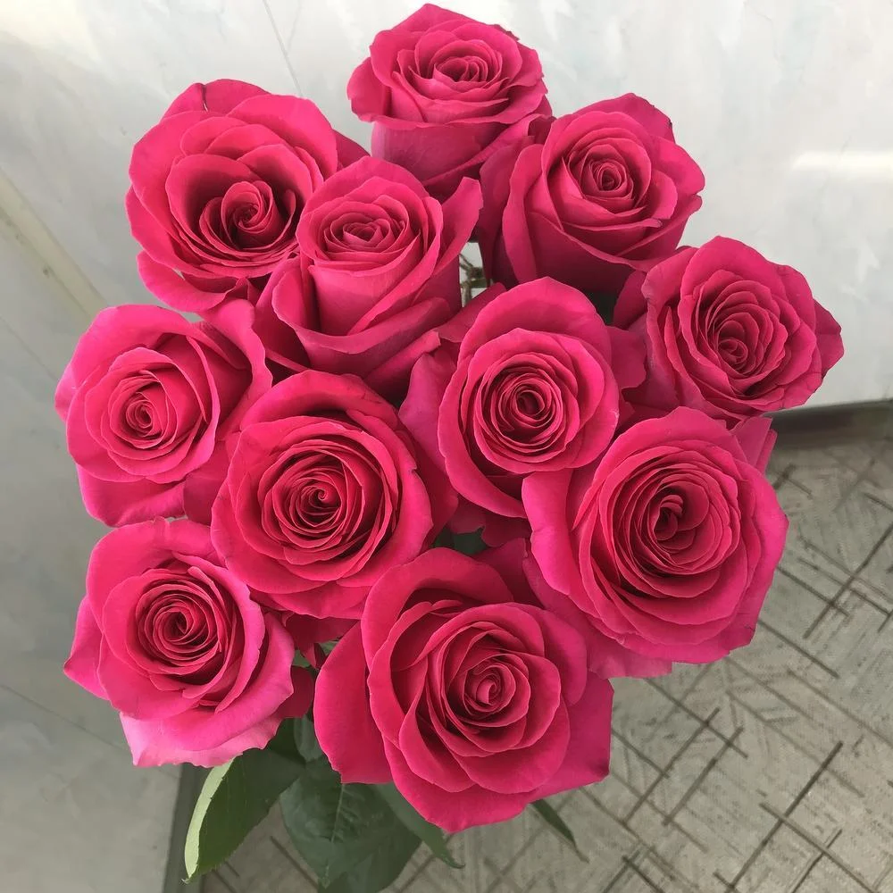11 малиновых роз эквадор