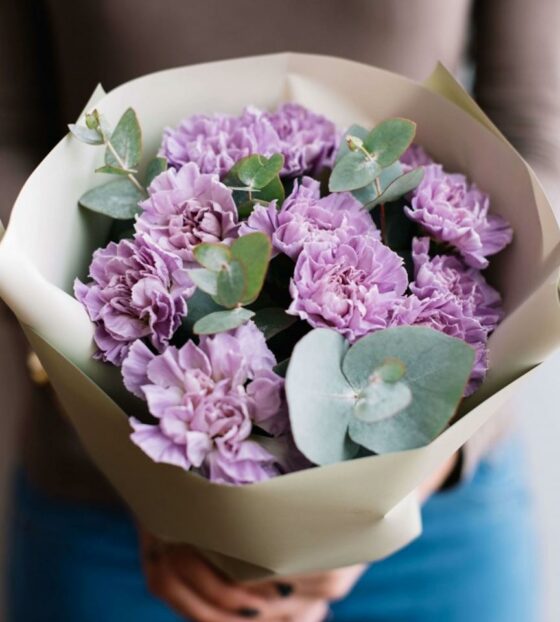 фиолетовые гвоздики