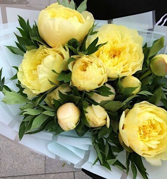 желтые пионы