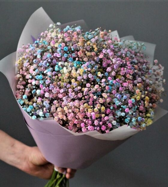 разноцветная гипсофила