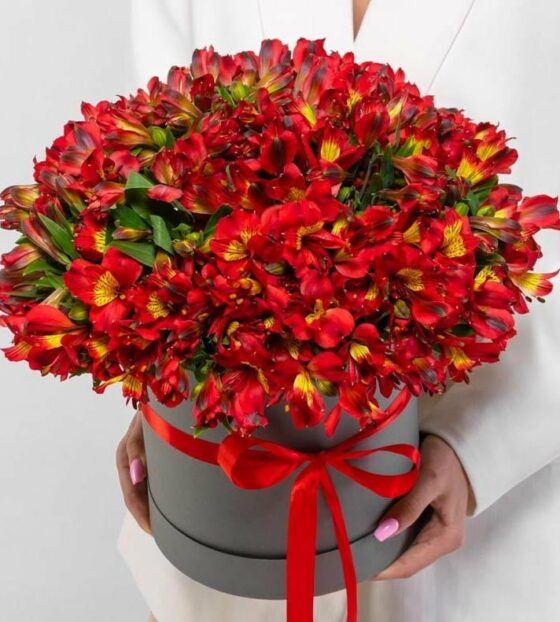 красная альстромерия в коробке