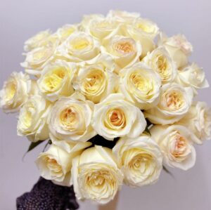 25 пионовидных роз эквадор