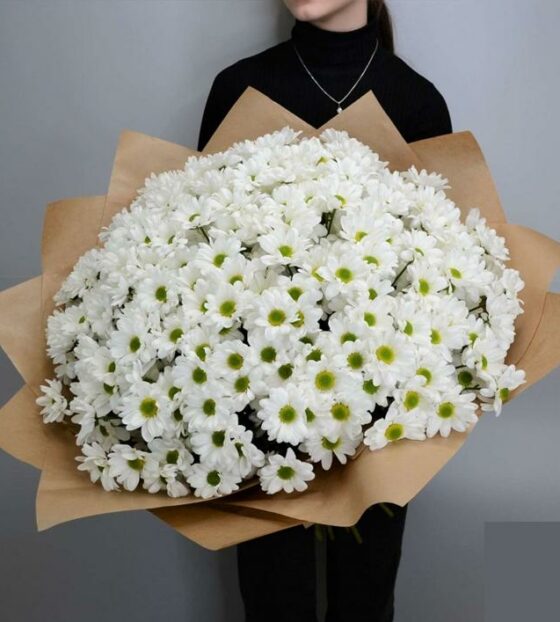 51 белая хризантема