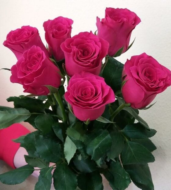9 малиновых роз эквадор