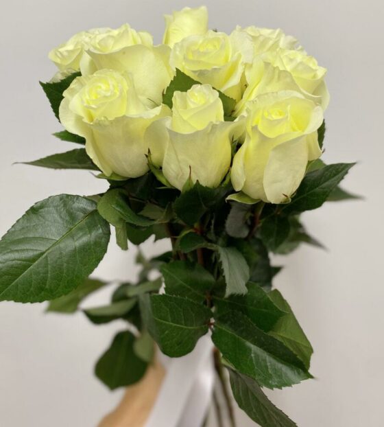 9 белых роз эквадор