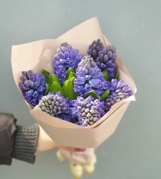 9 синих гиацинтов