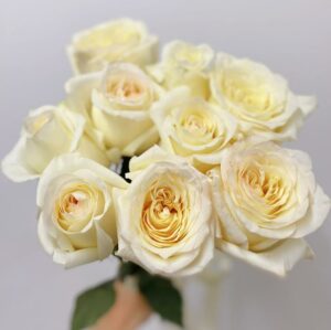 9 пионовидных роз эквадор