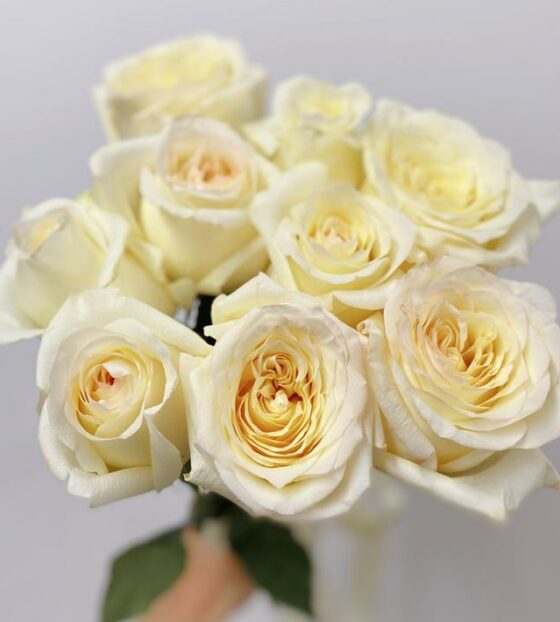 9 пионовидных роз эквадор