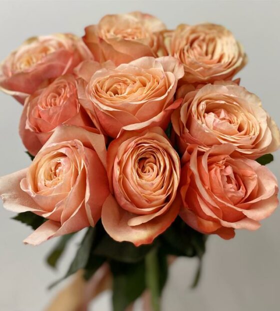 розы кахала