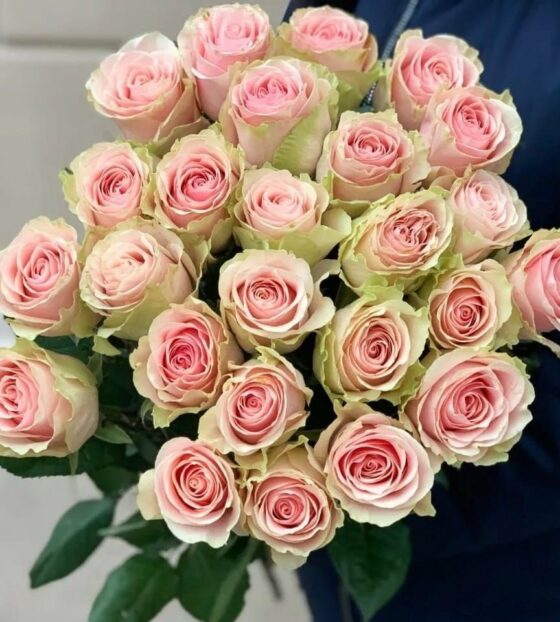 розы эквадор frutetto