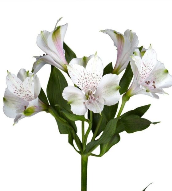 белая альстромерия