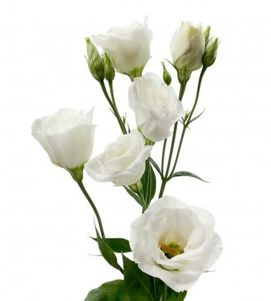 эустома белая