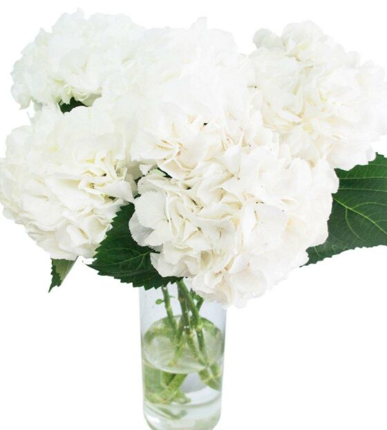 белая гортензия