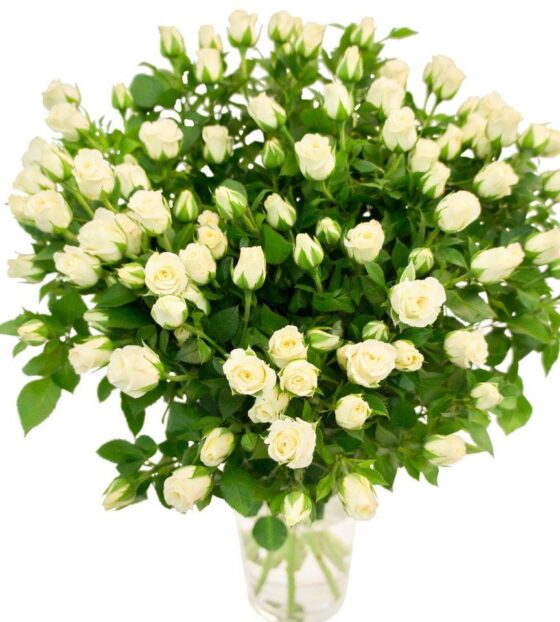 белая кустовая роза