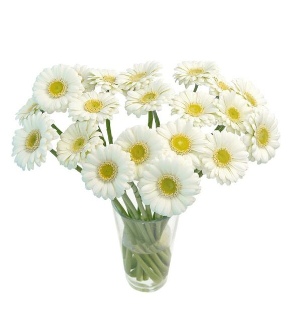 белая гербера