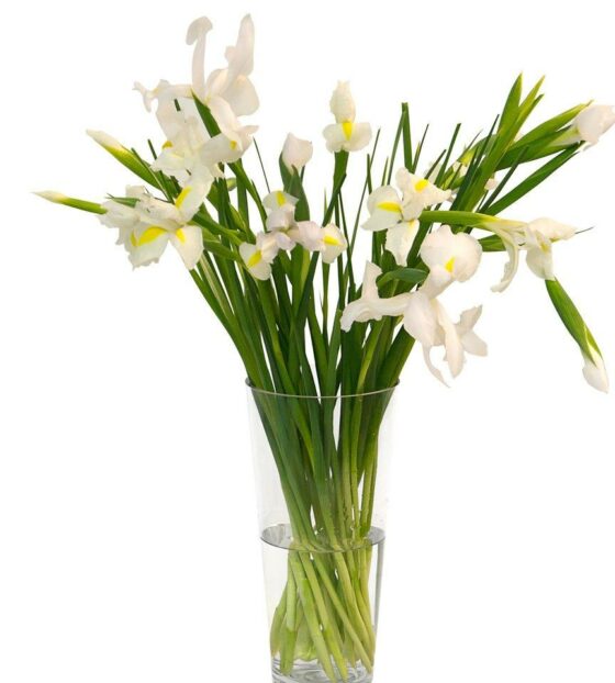 белые ирисы