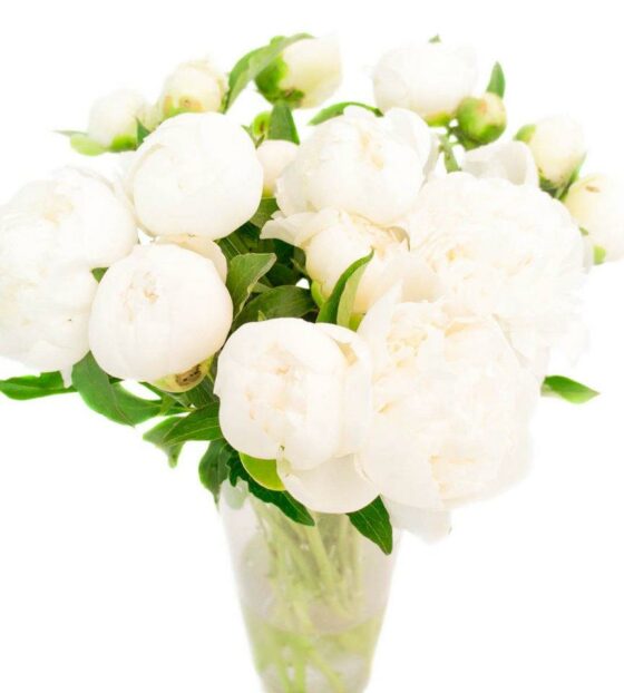 белые пионы