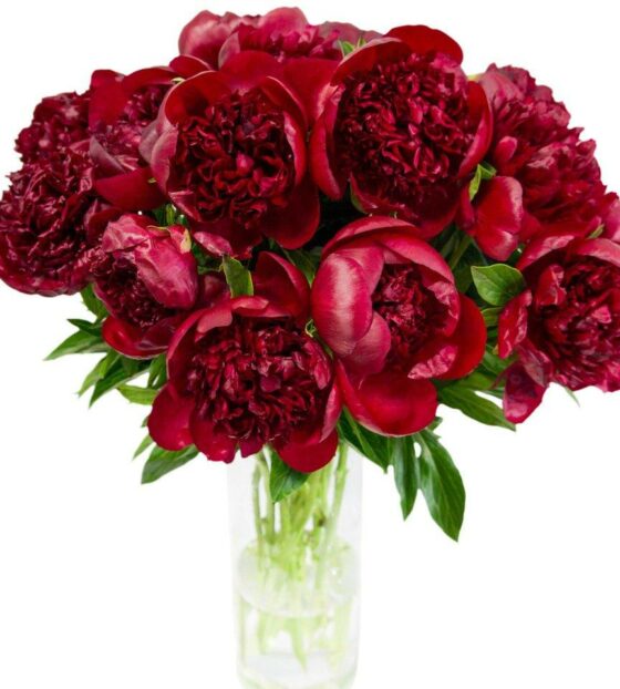 бордовые пионы